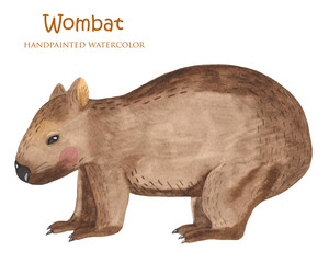 Wombat with watercolor. Animal of Australia. Isolated illustration on white background.