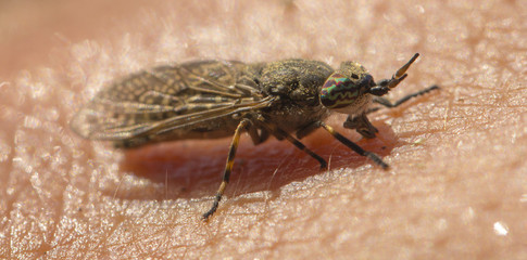 Goji sits on a human's skin. Macro photography