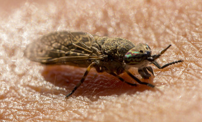 Goji sits on a human's skin. Macro photography
