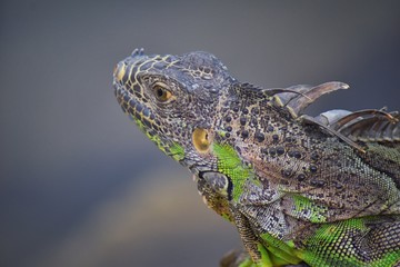 Wild Iguana resting at dusk on rocks in Marina Vallarta  in Puerto Vallarta Mexico. Ctenosaura pectinata, commonly known as the Mexican spiny-tailed iguana or the Mexican spinytail iguana, is a modera
