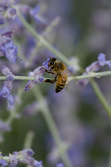 Honey Been on a Purple Flower
