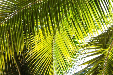 Naklejka na ściany i meble Background image of coconut leaves