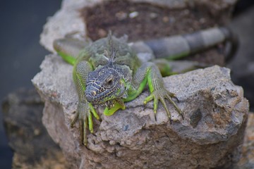 Wild Iguana resting at dusk on rocks in Marina Vallarta  in Puerto Vallarta Mexico. Ctenosaura pectinata, commonly known as the Mexican spiny-tailed iguana or the Mexican spinytail iguana, is a modera