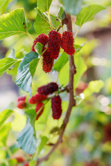 Organic fresh mulberry in the garden black ripe and red unripe mulberries on the branch of tree. / fresh mulberry provides fiber and nutrients highly beneficial..