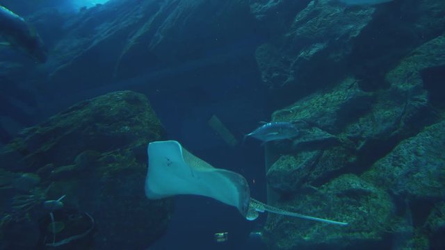 Spotted Leopard ray swimming in marine aquarium stock footage video