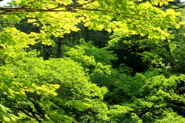 Takasaki, Gunma Prefecture, Japan - JULY 8, 2017: Travel Haruna Shrine