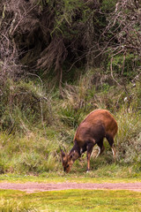 The antelope grazes. Aberdare Mountain, Kenya