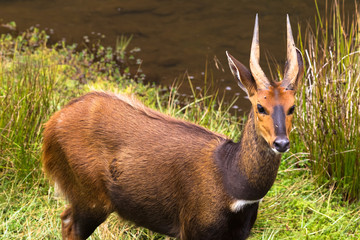 Portrait of antelope near river. Kenya, Africa