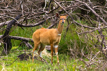 Light bushbuck in the bush. Aberdare, Kenya