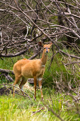 Light brown bushbuck antelope on the edge of the forest. Kenya