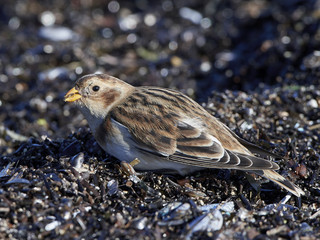Snow bunting (Plectrophenax nivalis)