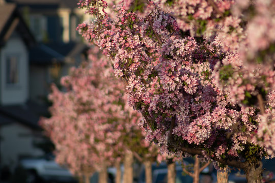 Flowering Trees by park in residential area in spring 