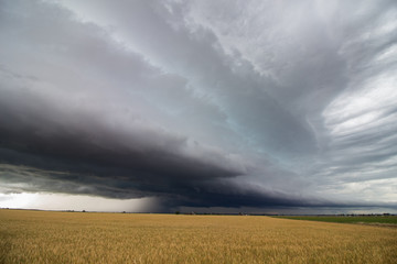 A line of heavy thunderstorms fills the sky over a wheat field in eastern Colorado.