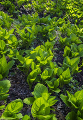 632-78 Backlit Skunk Cabbage