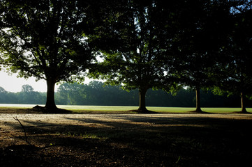 A row of mighty oaks line the drive at Lake Benson Park in Garner North Carolina as the early morning sun filters through the canopy on the first day of Summer