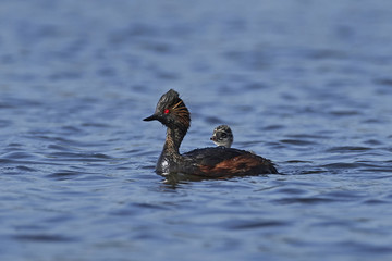 Black-necked grebe (Podiceps nigricollis)