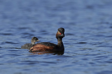 Black-necked grebe (Podiceps nigricollis)