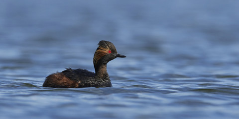 Black-necked grebe (Podiceps nigricollis)