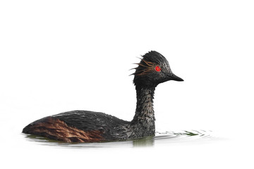 Black-necked grebe (Podiceps nigricollis)