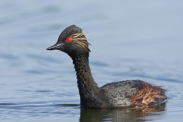 Black-necked grebe (Podiceps nigricollis)