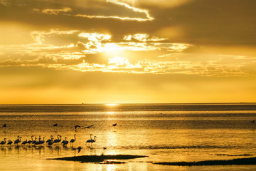 Flamingo silhouetted on waters edge in golden glow sunset