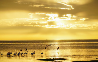 Flamingo silhouetted on waters edge in golden glow sunset