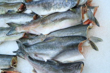 Image of pink salmon lying on ice in a supermarket.