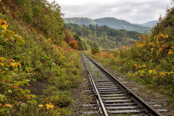 Obraz premium railway in the forest
