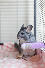 Chinchilla in play