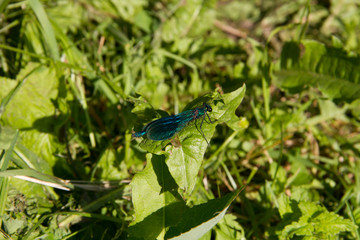 beautiful dragonflies near a small river