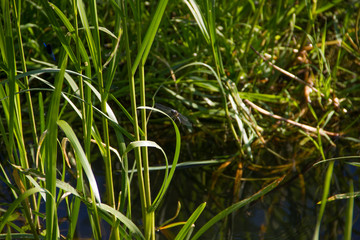 beautiful dragonflies near a small river