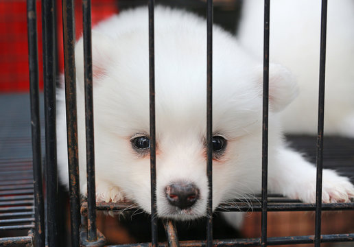 Puppies Inside A Cage On Display For Sale.