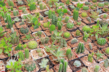 Group of cactus in greenhouse growing.