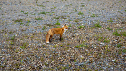 a cunning foxy girlfriend