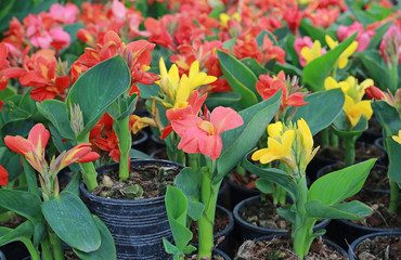 Canna lilly flowers in the garden.