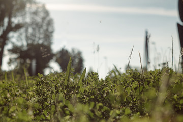 Tall green bush grass landscape on a blue sky