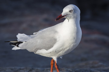 what the bird !