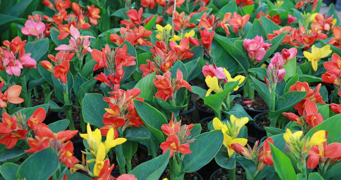 Canna lilly flowers in the garden.

