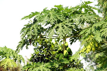 papaya on tree and papaya farm