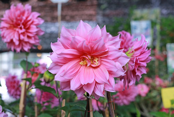Obraz premium Close up pink dahlia flowers in the garden. 