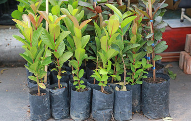 A Small guava tree in black bag for sale.