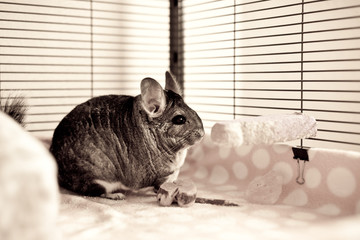 Chinchilla in play
