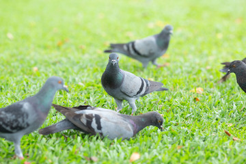 Several pigeons are walking on the lawn.