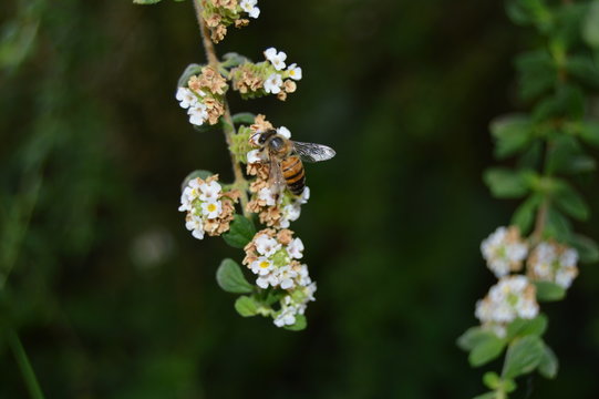 honey bee on oregano