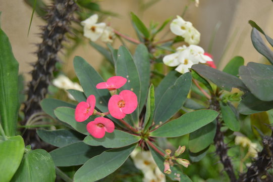 Red and white crown of thorns