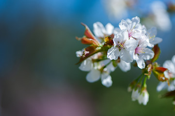 Floral spring gentle background, blooming cherry sakura branches in blue and pink tones. Space for text