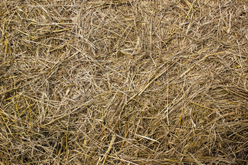 Texture of natural hay.