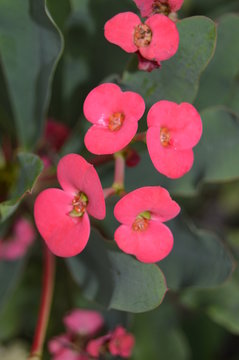 Pink crown of thorns flower