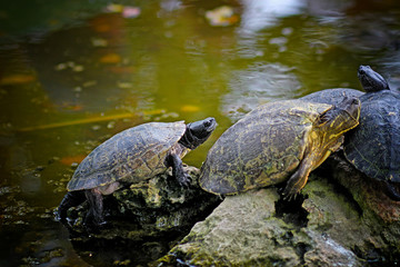Turstles on the stones over the water, they are basking in Boca de Guama, Cuba