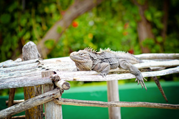 Varan basking in park Boca de Guama, Cuba